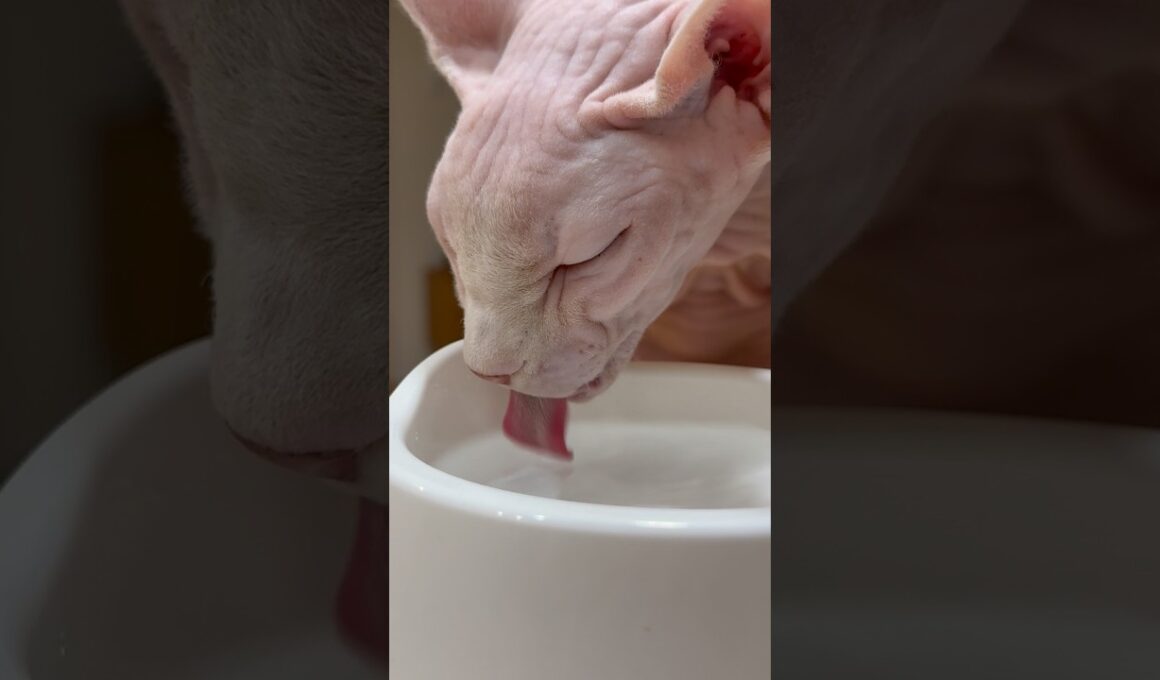 【ASMR】猫アレクサンドラの水を飲む音に癒される【スフィンクス】