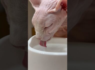 【ASMR】猫アレクサンドラの水を飲む音に癒される【スフィンクス】