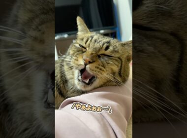 「ずっと一緒ぉ…」と大好きなにピッタリくっつく、甘えん坊な猫