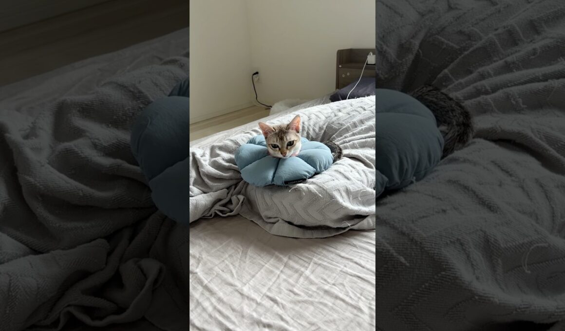 手術後のシンガプーラの子猫が可愛すぎる件#cat #子ネコ #猫のいる暮らし #shorts