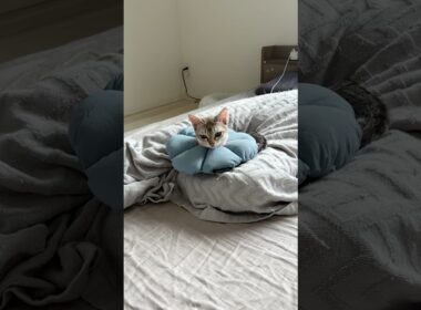 手術後のシンガプーラの子猫が可愛すぎる件#cat #子ネコ #猫のいる暮らし #shorts