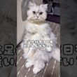 座り方がお姉さんな猫が可愛い♡#猫 #ペルシャ