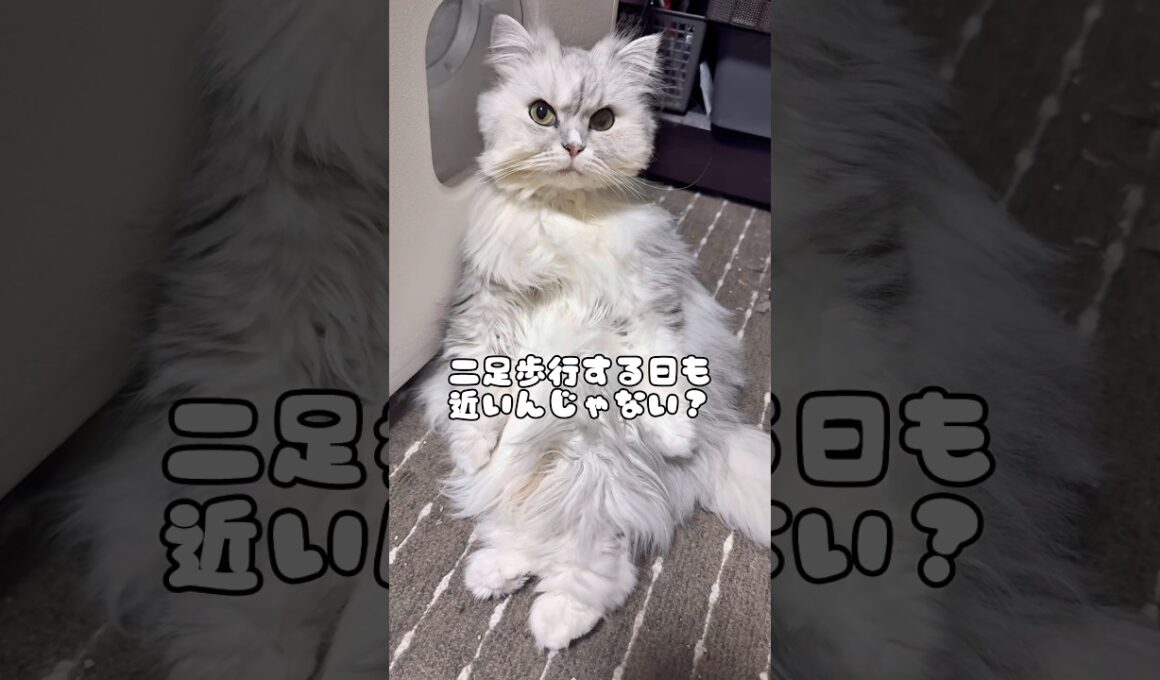 座り方がお姉さんな猫が可愛い♡#猫 #ペルシャ