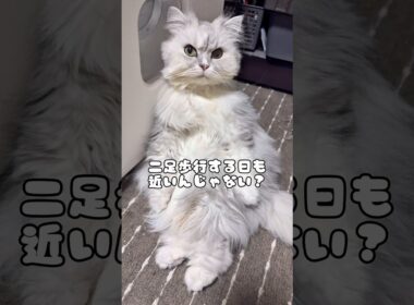 座り方がお姉さんな猫が可愛い♡#猫 #ペルシャ