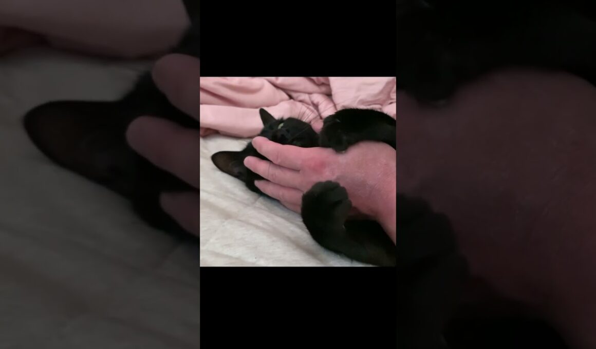 猫に愛されすぎててぐやじい〜！ I won't let you go to work!