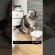 これで3回目のウォータファウンテン挑戦#メインクーン #ラグドール #猫のいる暮らし #mainecoon #ragdoll
