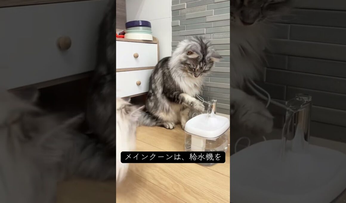 これで3回目のウォータファウンテン挑戦#メインクーン #ラグドール #猫のいる暮らし #mainecoon #ragdoll