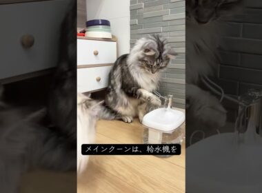これで3回目のウォータファウンテン挑戦#メインクーン #ラグドール #猫のいる暮らし #mainecoon #ragdoll