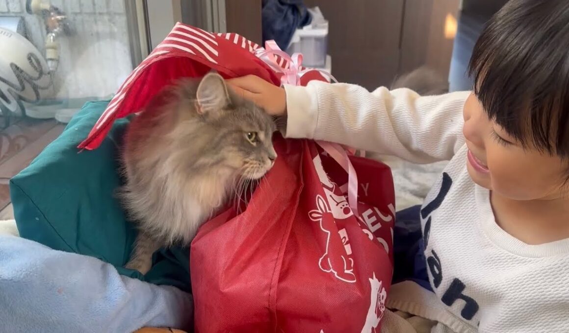 誕生日会に興味ある猫　サイベリアンA cat interested in birthday parties. Siberian