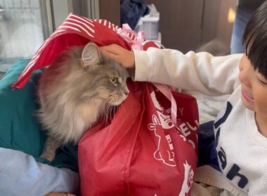 誕生日会に興味ある猫　サイベリアンA cat interested in birthday parties. Siberian