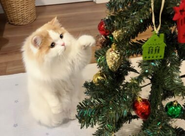 愛猫にクリスマスツリーをプレゼントしたら、まさかの結末になりましたw