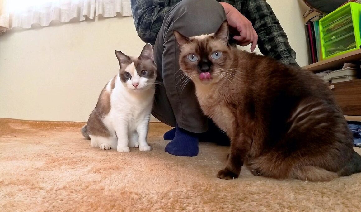 「転がって」と言うとお饅頭のように丸く転がるシャム猫🌰