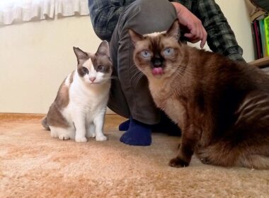 「転がって」と言うとお饅頭のように丸く転がるシャム猫🌰