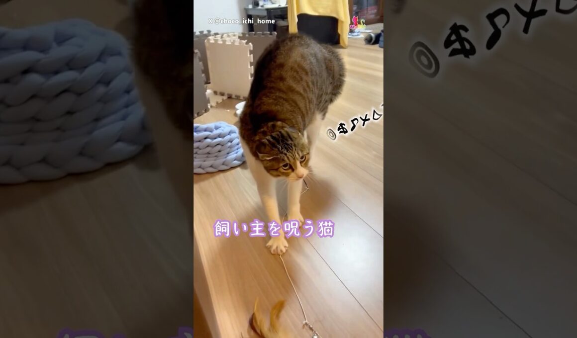 威嚇レベル100 #猫