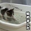 【子猫日記3】トイレの砂を初めて見た子猫がまさかの行動😹初めてのトイレトレーニング💕生後2週間になりました✨