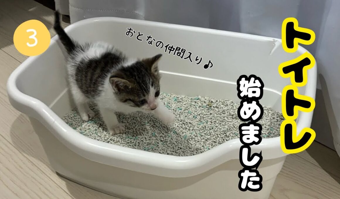 【子猫日記3】トイレの砂を初めて見た子猫がまさかの行動😹初めてのトイレトレーニング💕生後2週間になりました✨