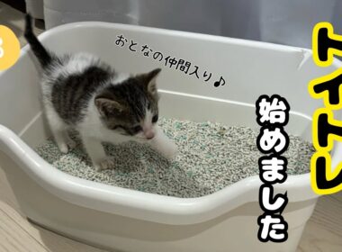 【子猫日記3】トイレの砂を初めて見た子猫がまさかの行動😹初めてのトイレトレーニング💕生後2週間になりました✨