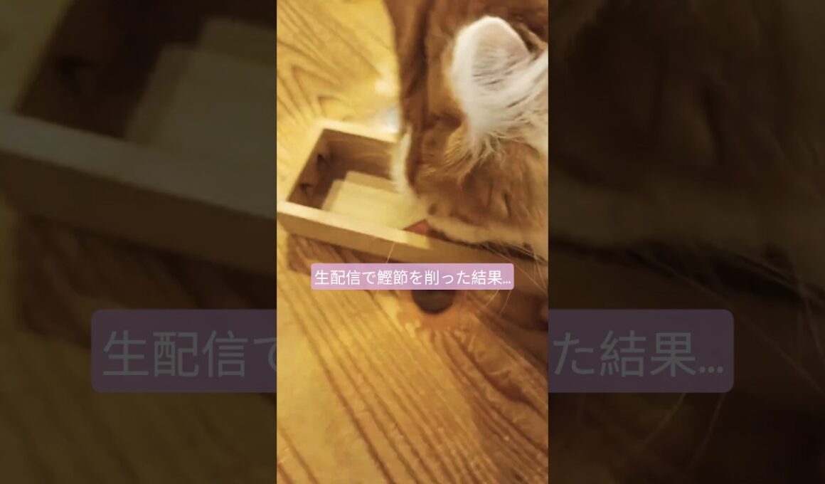 ライブ配信のセテさん ハイライト #メインクーン #猫のいる暮らし #shorts #cat #mainecoon #catlover​  #catshorts​ #cute​  #fyp​