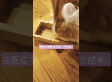 ライブ配信のセテさん ハイライト #メインクーン #猫のいる暮らし #shorts #cat #mainecoon #catlover​  #catshorts​ #cute​  #fyp​