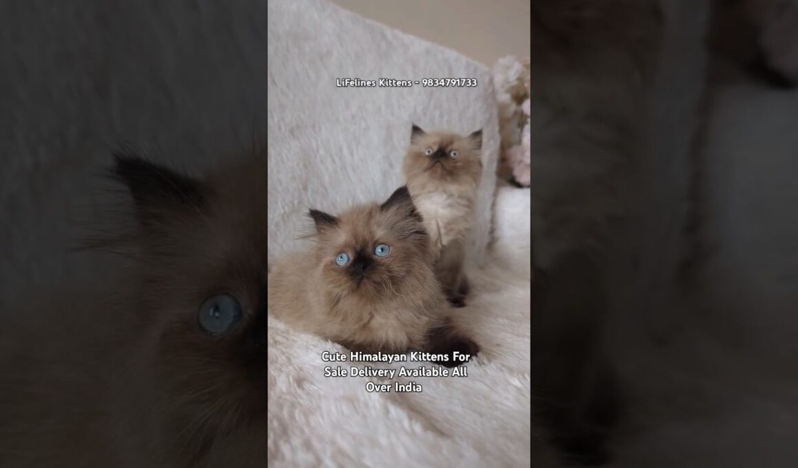 Cute Himalayan Kittens For sale in Andheri Bandra #himalayancat #ragdoll #mumbai #persiancat #thane