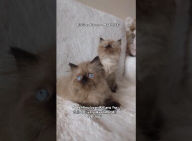 Cute Himalayan Kittens For sale in Andheri Bandra #himalayancat #ragdoll #mumbai #persiancat #thane