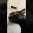 お膝でぐっすり黒猫ボンベイ　#子猫 #ねこ #cat #bombay #猫のいる暮らし #かわいい #癒やし #ねこのいる生活 #甘えん坊 #ねこ動画