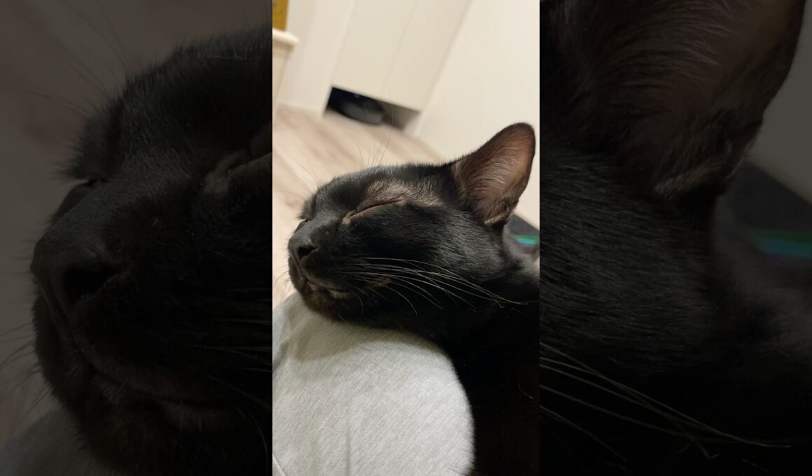 お膝でぐっすり黒猫ボンベイ　#子猫 #ねこ #cat #bombay #猫のいる暮らし #かわいい #癒やし #ねこのいる生活 #甘えん坊 #ねこ動画