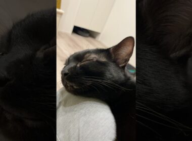 お膝でぐっすり黒猫ボンベイ　#子猫 #ねこ #cat #bombay #猫のいる暮らし #かわいい #癒やし #ねこのいる生活 #甘えん坊 #ねこ動画