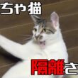 【やんちゃ猫】隔離所で さらに隔離される