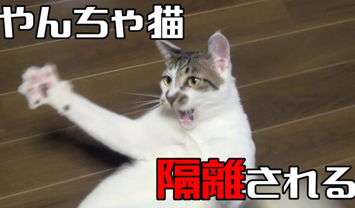 【やんちゃ猫】隔離所で さらに隔離される