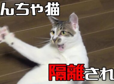【やんちゃ猫】隔離所で さらに隔離される
