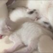 生後3日にしてシャーを連発しちゃった子猫【白玉ちゃん日記#7】A kitten on its third day of life