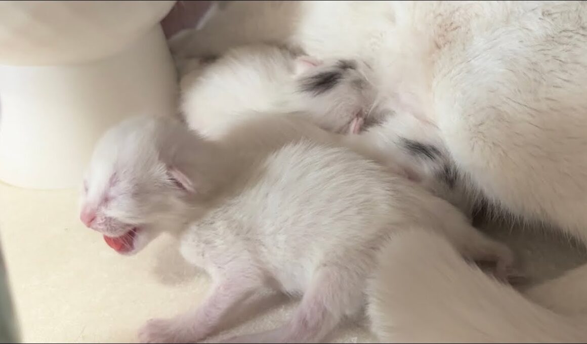 生後3日にしてシャーを連発しちゃった子猫【白玉ちゃん日記#7】A kitten on its third day of life