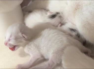 生後3日にしてシャーを連発しちゃった子猫【白玉ちゃん日記#7】A kitten on its third day of life