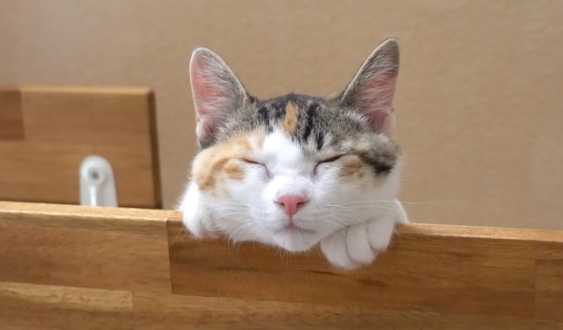 キャットウォークでお昼寝中の子猫が可愛すぎました笑