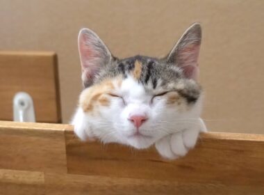 キャットウォークでお昼寝中の子猫が可愛すぎました笑