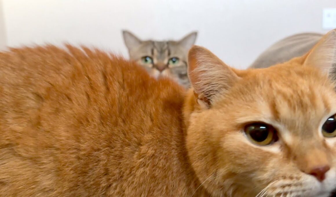 毛布ともふもふ猫