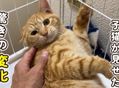 【旅立ちを前に】トライアル直前に見せた子猫の変化