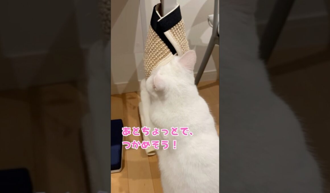 気になる…止まらにゃい！執念ののぞき見作戦🐾　#cat #癒し猫 #猫のいる暮らし