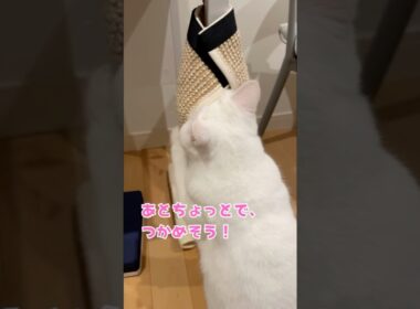 気になる…止まらにゃい！執念ののぞき見作戦🐾　#cat #癒し猫 #猫のいる暮らし