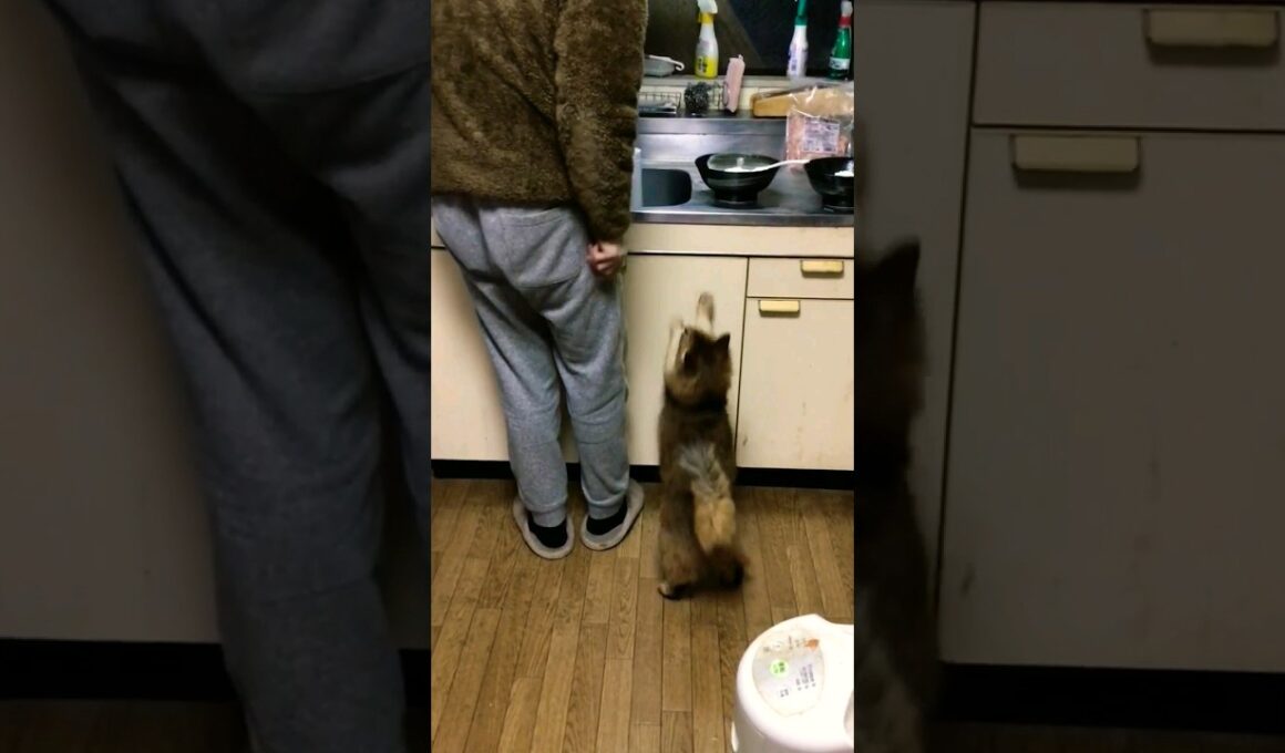 「マグロ、ご期待してます。亅な猫 #ソマリ #cat #shorts