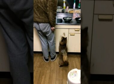 「マグロ、ご期待してます。亅な猫 #ソマリ #cat #shorts