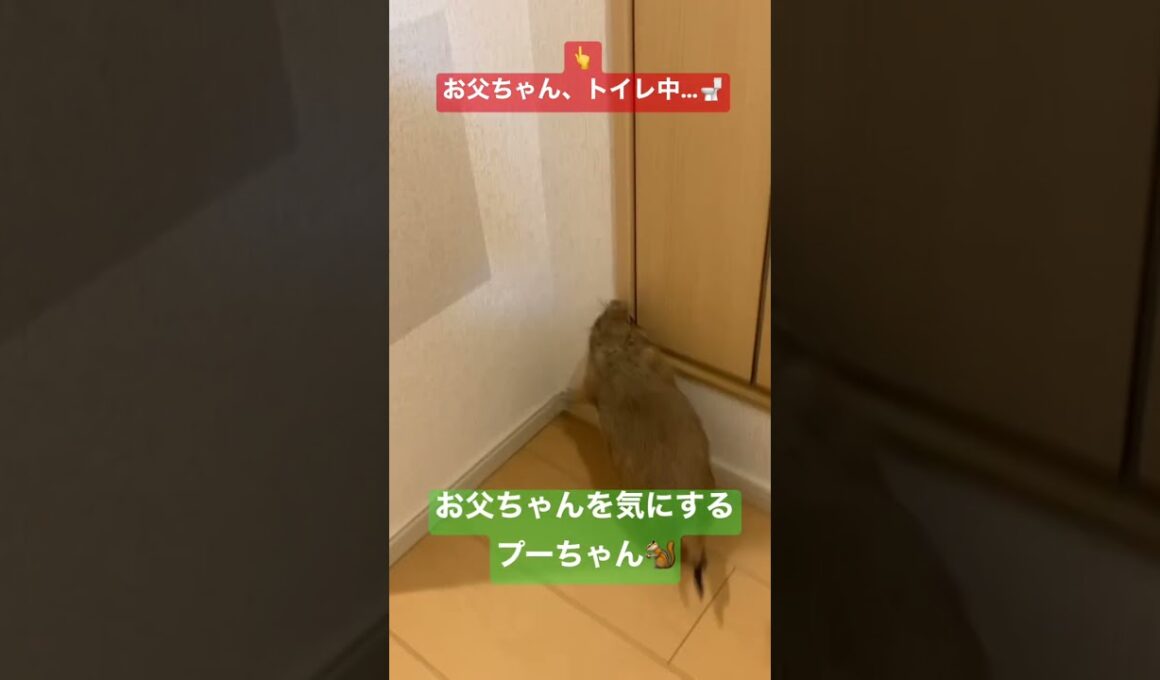 #スコティッシュフォールド折れ耳 #prairiedog #猫 #猫のいる暮らし #エキゾチックアニマル #exoticanimals