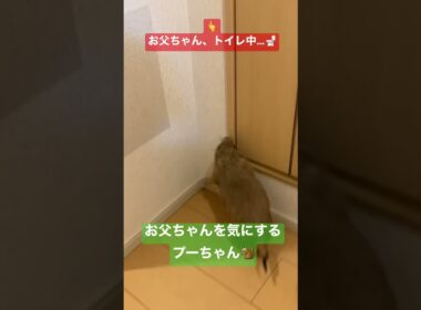 #スコティッシュフォールド折れ耳 #prairiedog #猫 #猫のいる暮らし #エキゾチックアニマル #exoticanimals