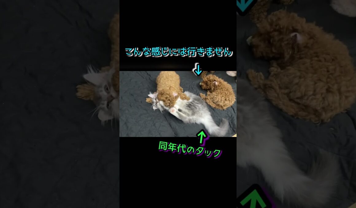 子犬vsお姉ちゃん猫 #トイプードル #ノルウェージャンフォレストキャット #toypoodle #norwegianforestcat