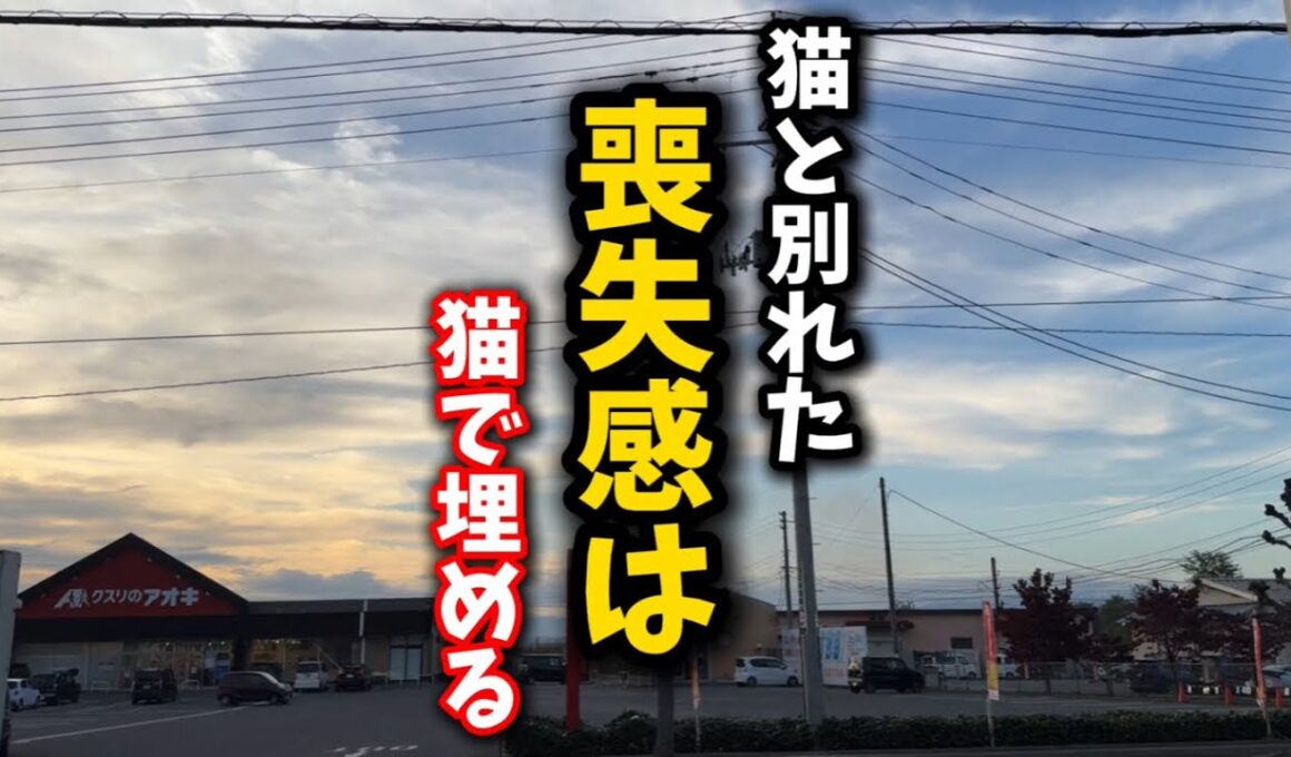 子猫の譲渡が続きセンチメンタルな夫婦