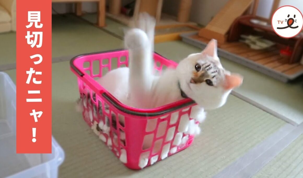 アタックの練習に余念がない、ストイック猫さん！ 【PECOTV】