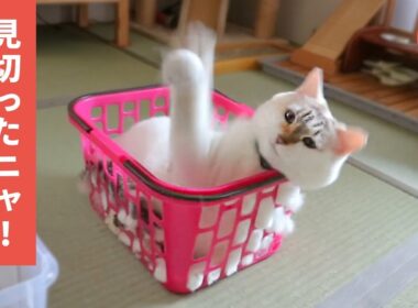 アタックの練習に余念がない、ストイック猫さん！ 【PECOTV】