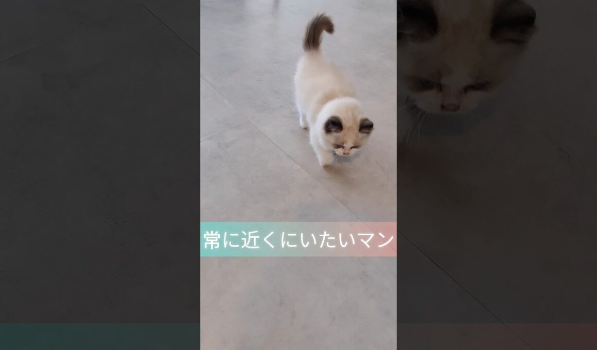 #shorts #ラグドール #子猫 #猫のいる生活 #甘えん坊猫 #ぬいぐるみ猫