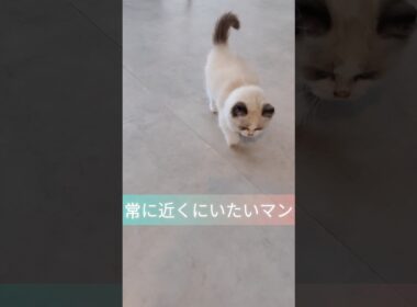 #shorts #ラグドール #子猫 #猫のいる生活 #甘えん坊猫 #ぬいぐるみ猫